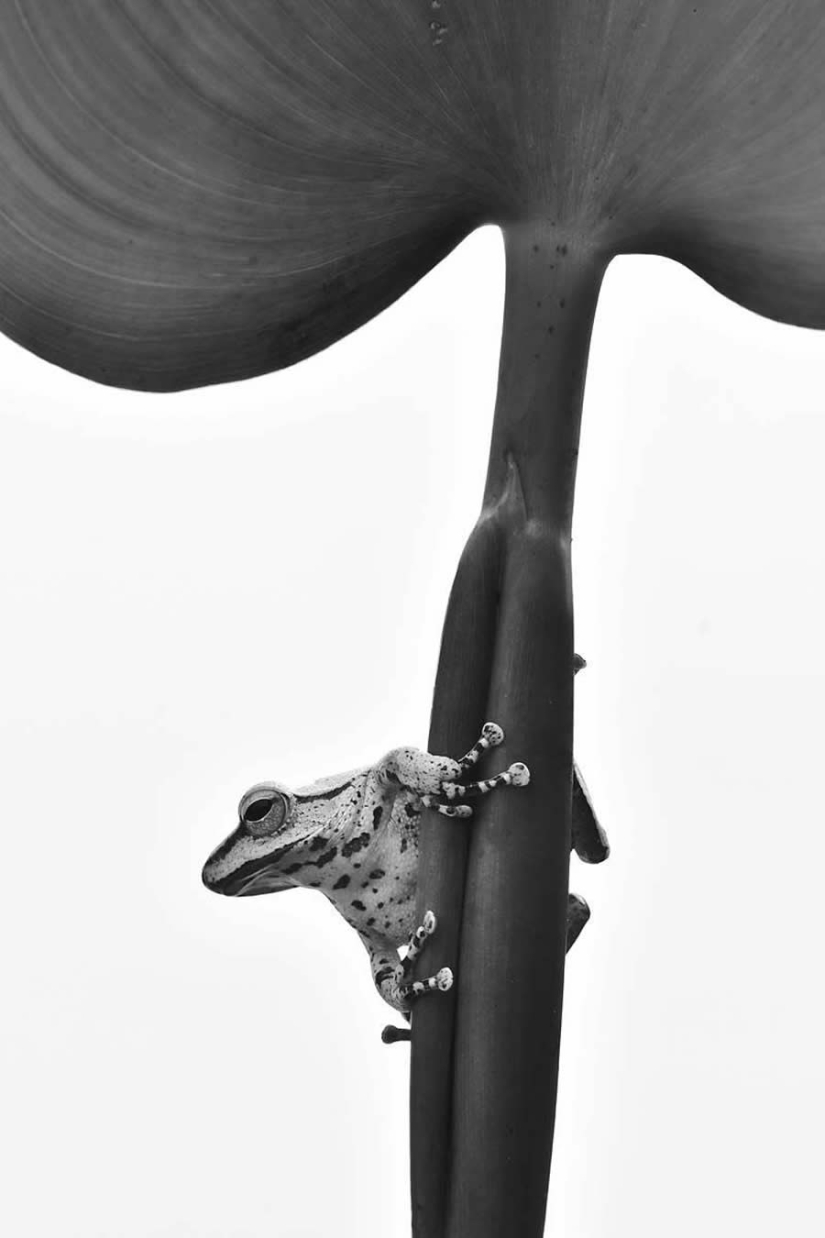 18 Award-Winning Black and White Photos From The Garden Photographer Of The Year 18 Award-Winning Black and White Photos From The Garden Photographer Of The Year