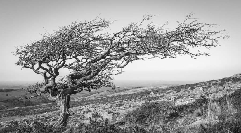 18 Award-Winning Black and White Photos From The Garden Photographer Of The Year 18 Award-Winning Black and White Photos From The Garden Photographer Of The Year