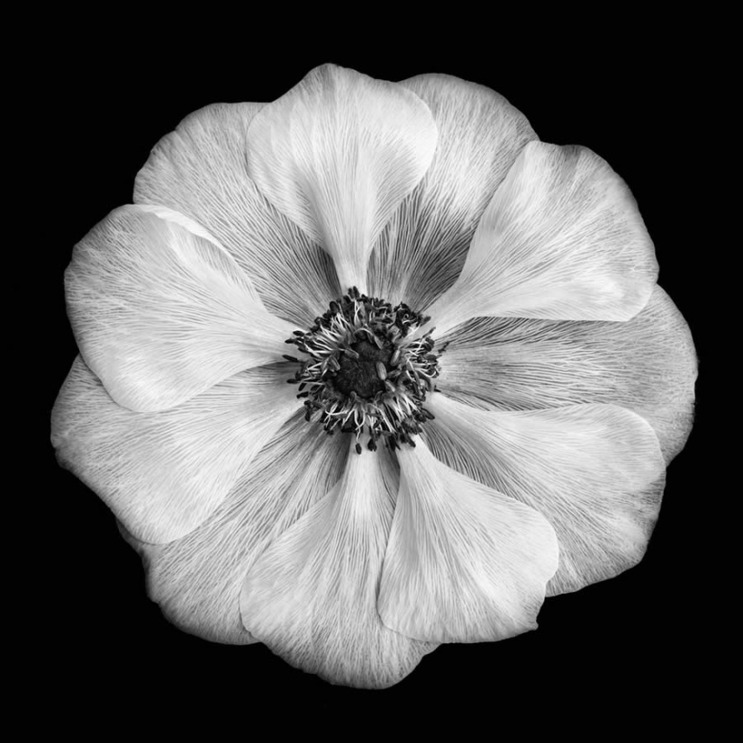 18 Award-Winning Black and White Photos From The Garden Photographer Of The Year 18 Award-Winning Black and White Photos From The Garden Photographer Of The Year