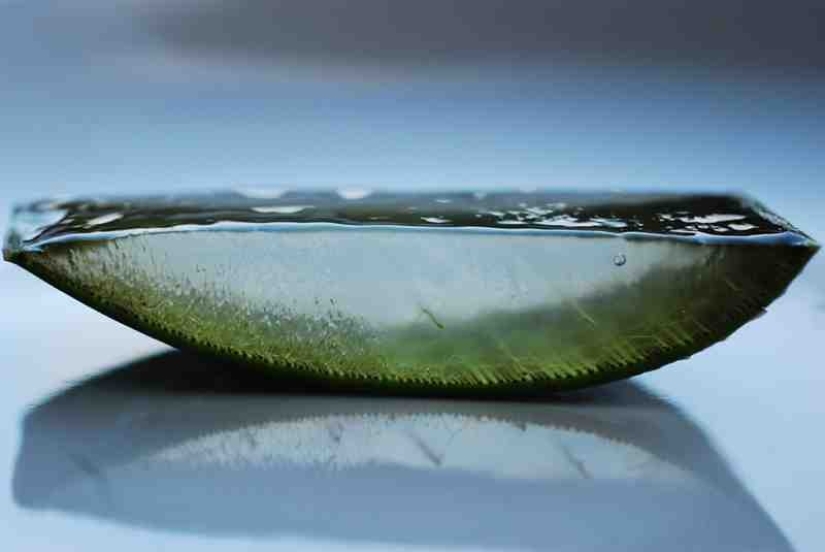 18 cosas cortadas por la mitad