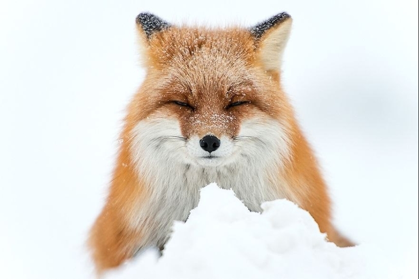 18 photos of impossibly cute foxes