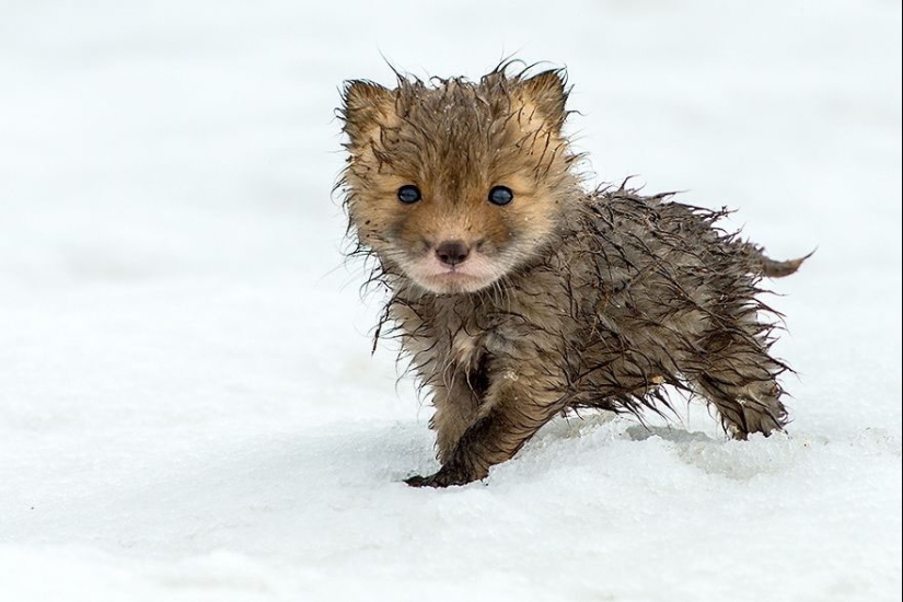 18 photos of impossibly cute foxes