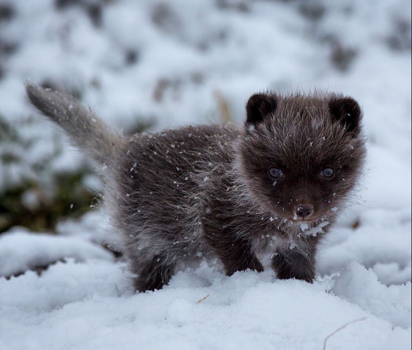 18 photos of impossibly cute foxes