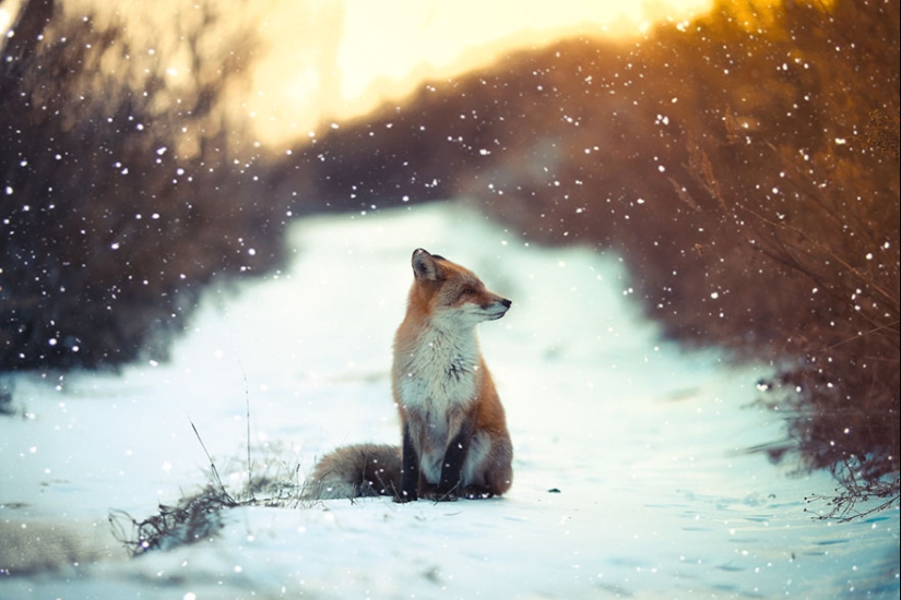 18 photos of impossibly cute foxes