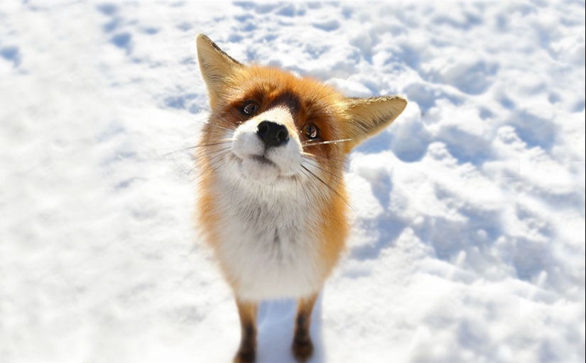 18 photos of impossibly cute foxes