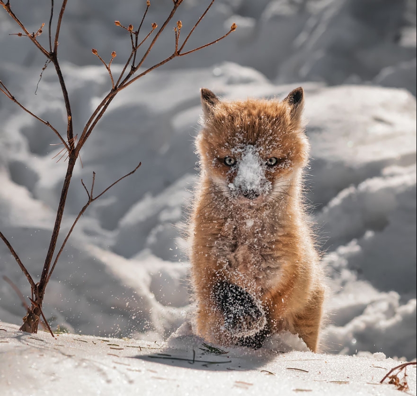 18 photos of impossibly cute foxes