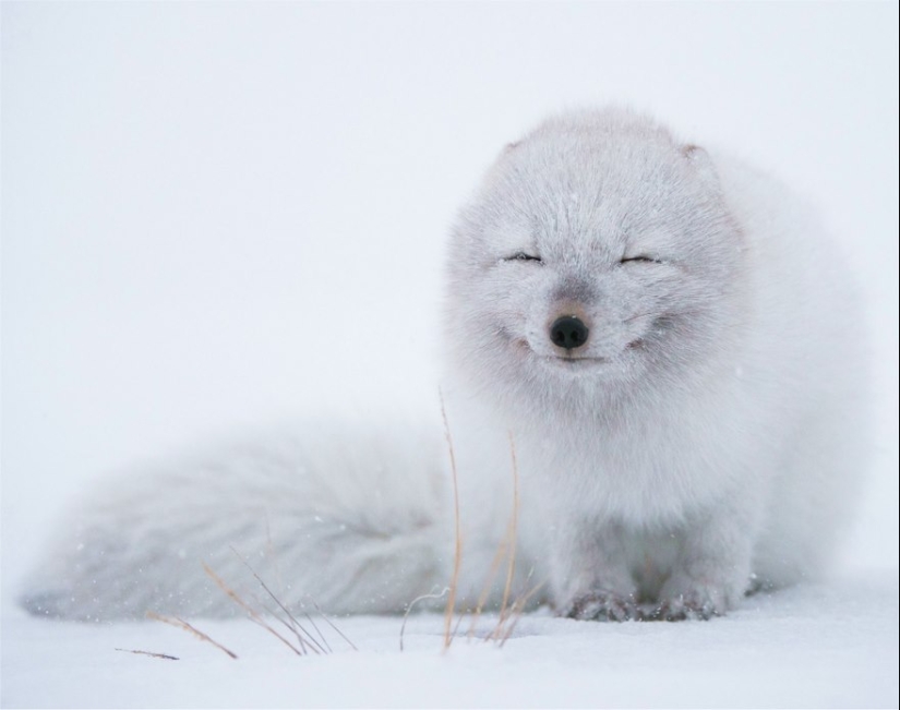 18 photos of impossibly cute foxes