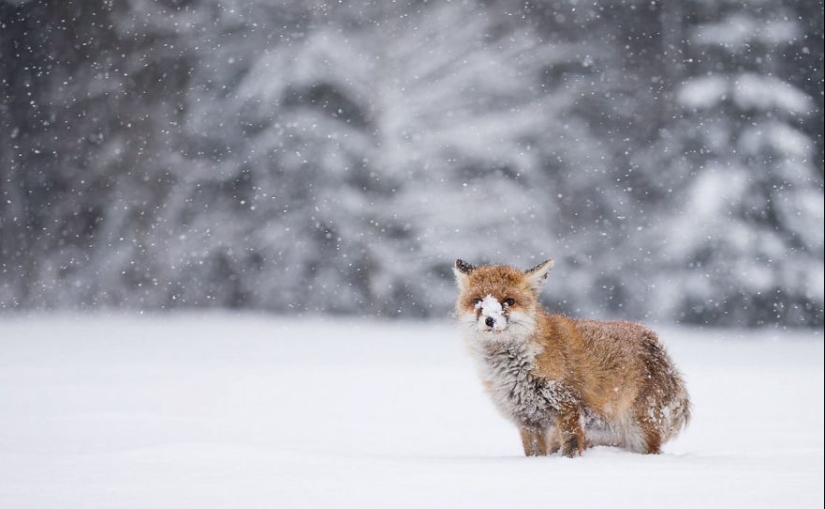 18 photos of impossibly cute foxes
