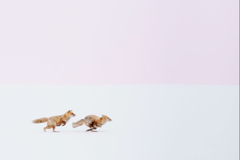 18 photos of impossibly cute foxes