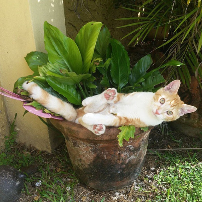 18 Proofs That Cats Are Plants
