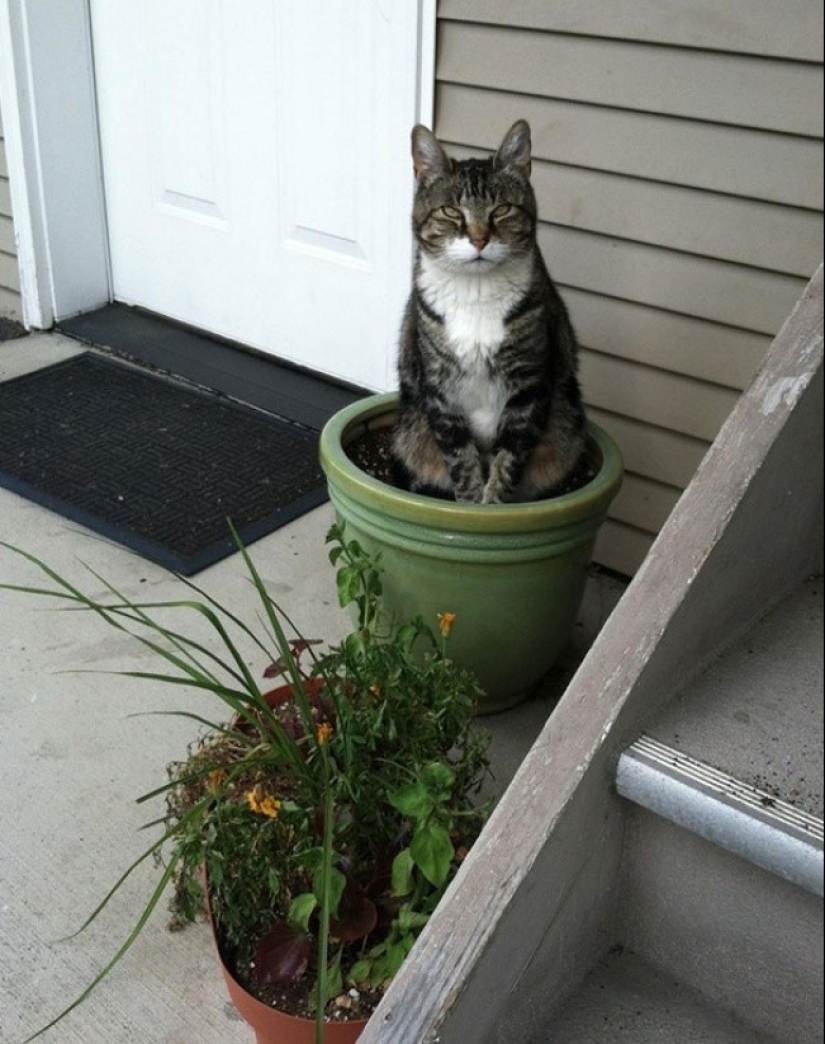 18 Proofs That Cats Are Plants