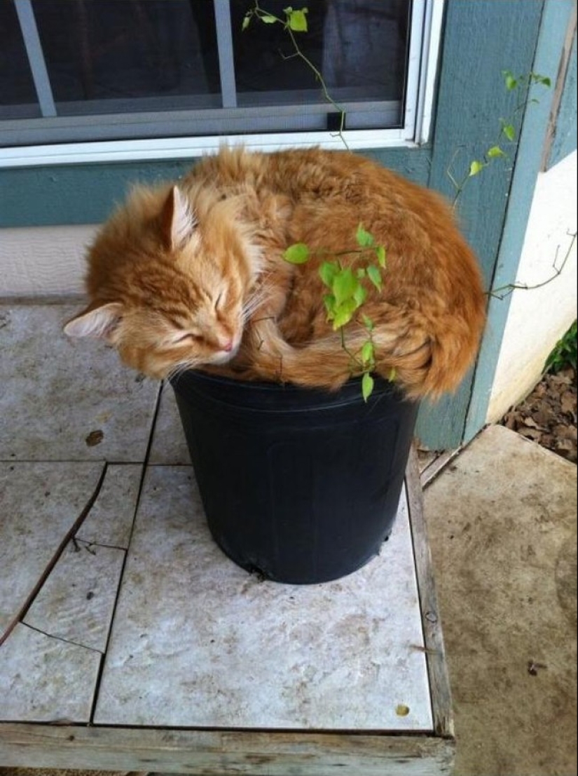 18 Proofs That Cats Are Plants
