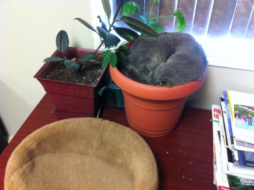 18 Proofs That Cats Are Plants