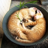 18 Proofs That Cats Are Plants