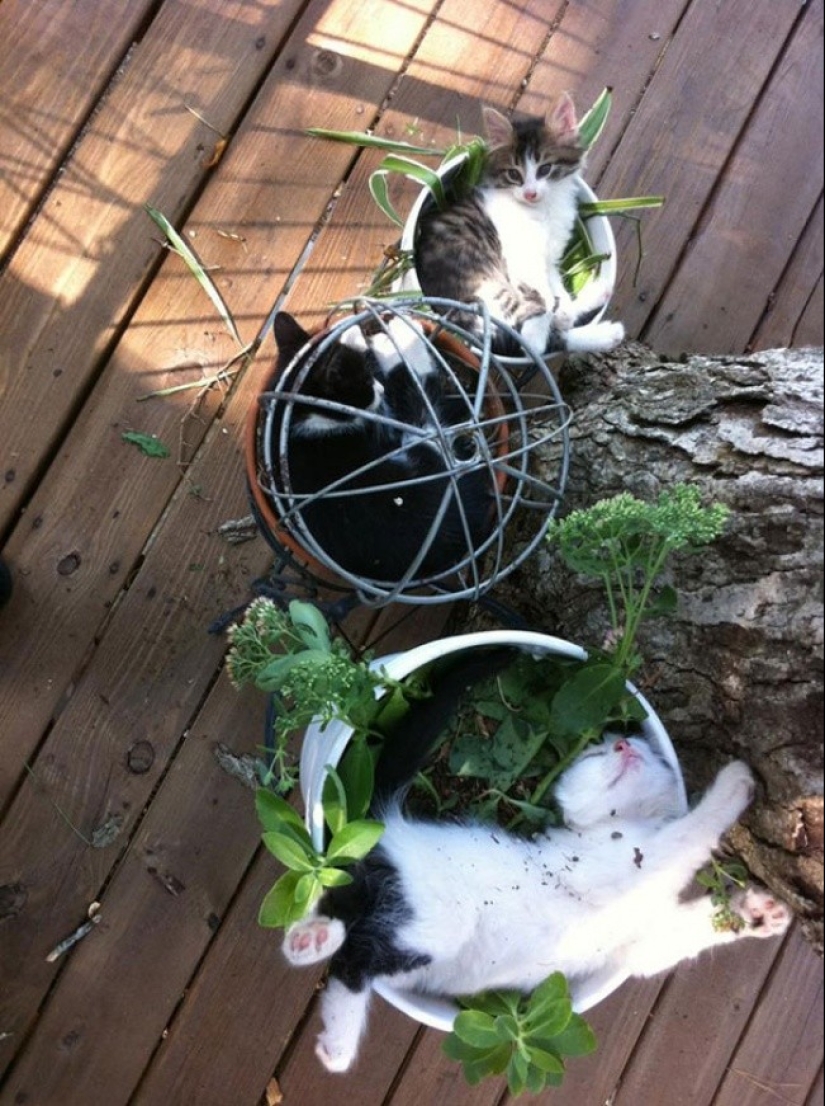 18 Proofs That Cats Are Plants