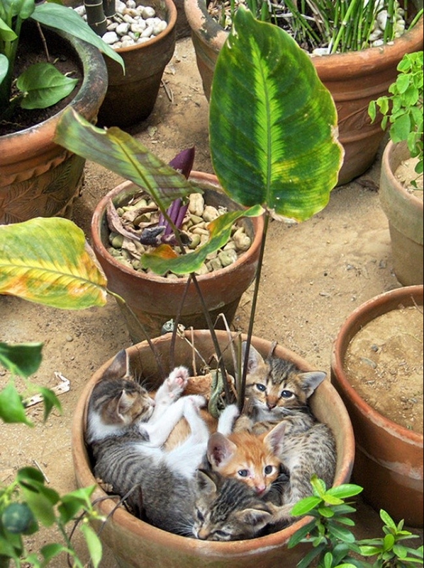 18 pruebas de que los gatos son plantas
