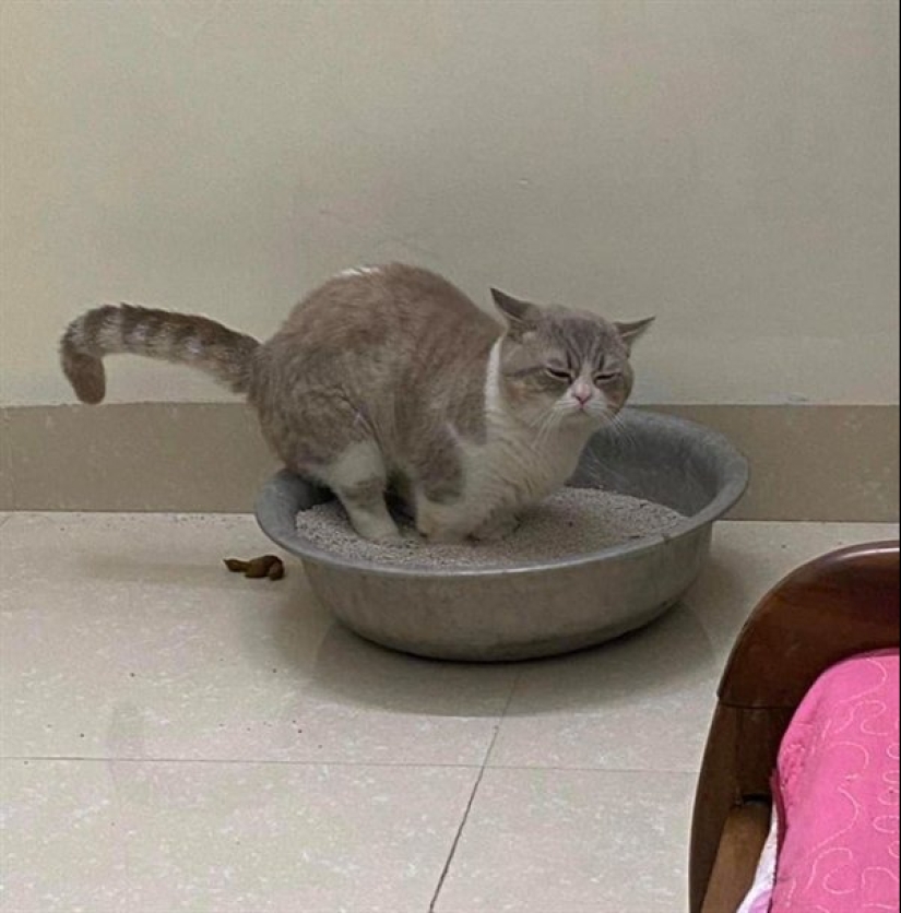 18 situations when everything went wrong, as desired 18 situations when everything went wrong, as desired