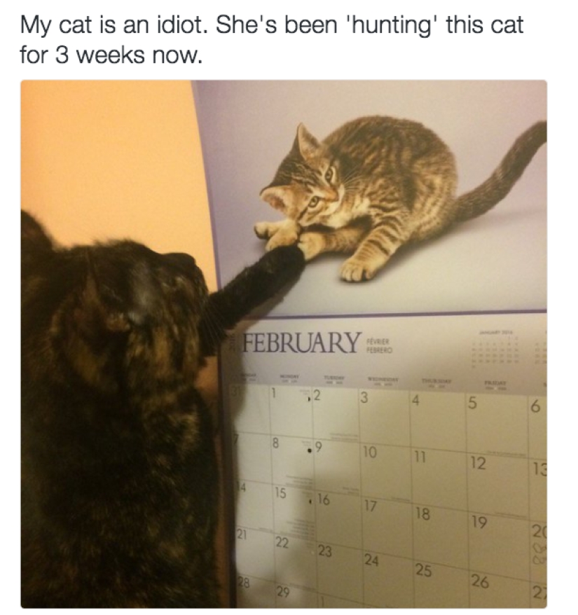 19 beautiful hairy idiot cats