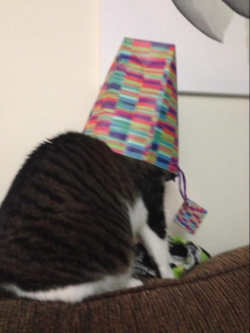 19 beautiful hairy idiot cats