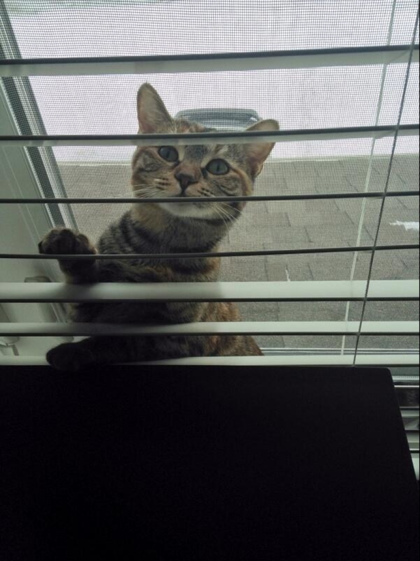 19 beautiful hairy idiot cats