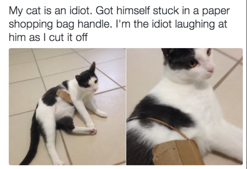 19 beautiful hairy idiot cats
