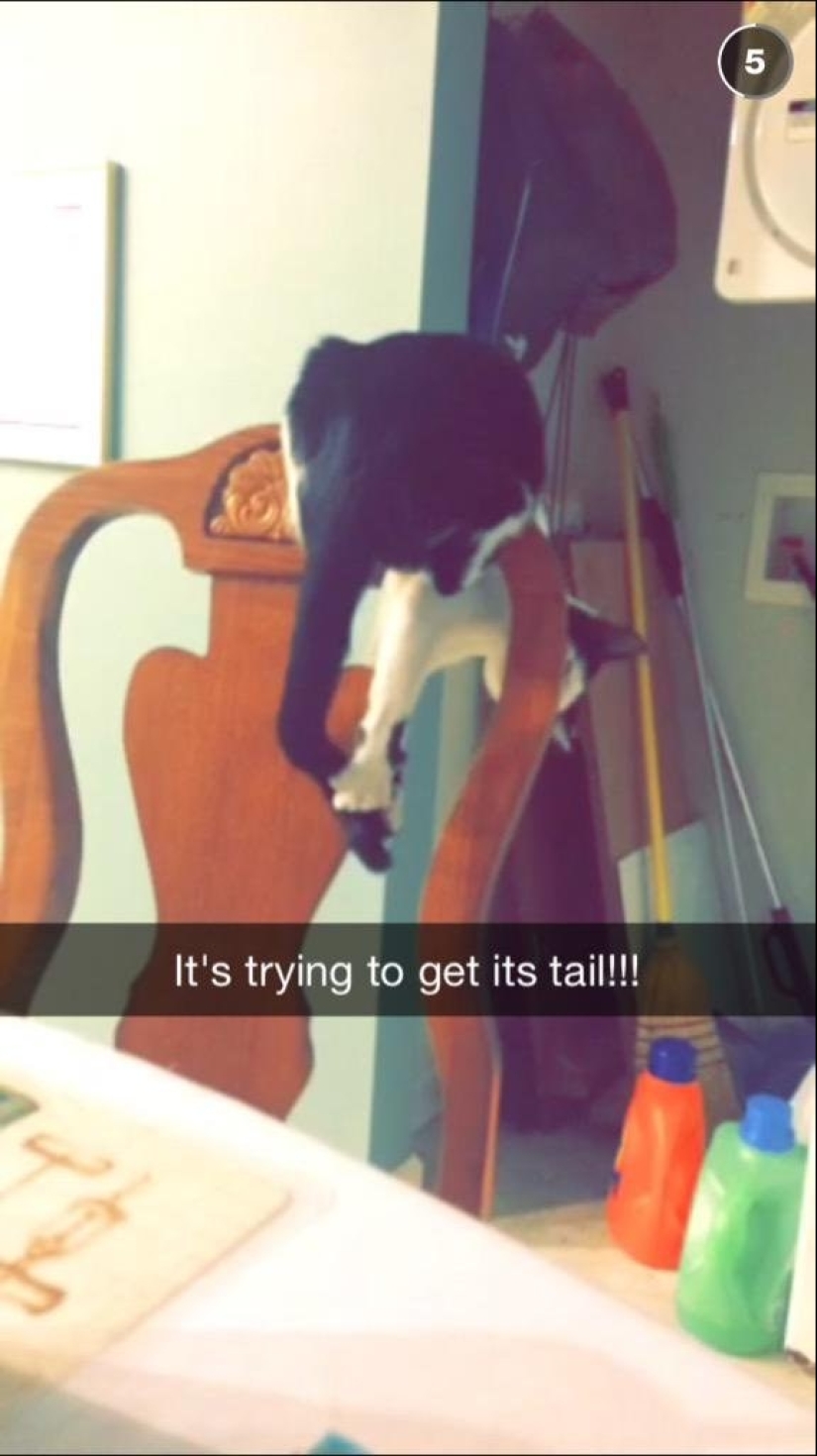 19 beautiful hairy idiot cats