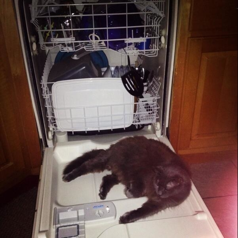 19 beautiful hairy idiot cats