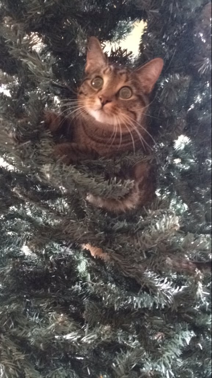 19 beautiful hairy idiot cats