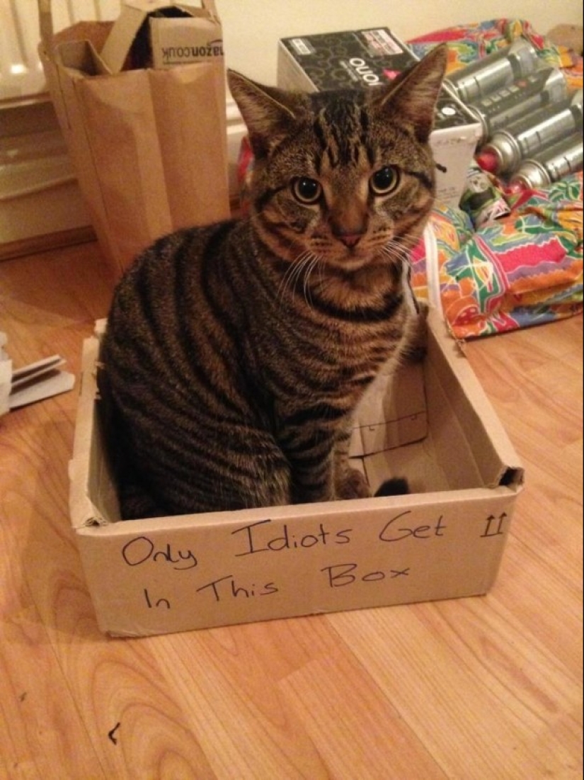 19 beautiful hairy idiot cats