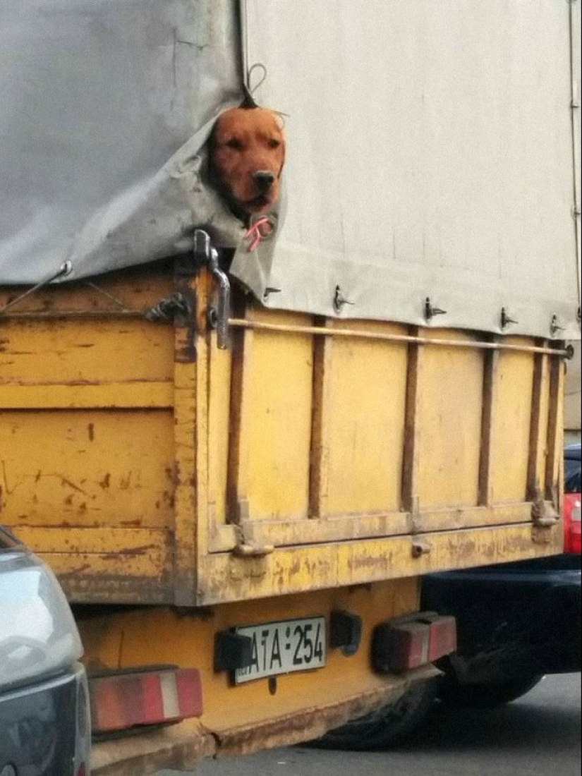 19 dogs who just wanted to say hello