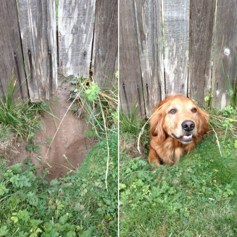 19 dogs who just wanted to say hello