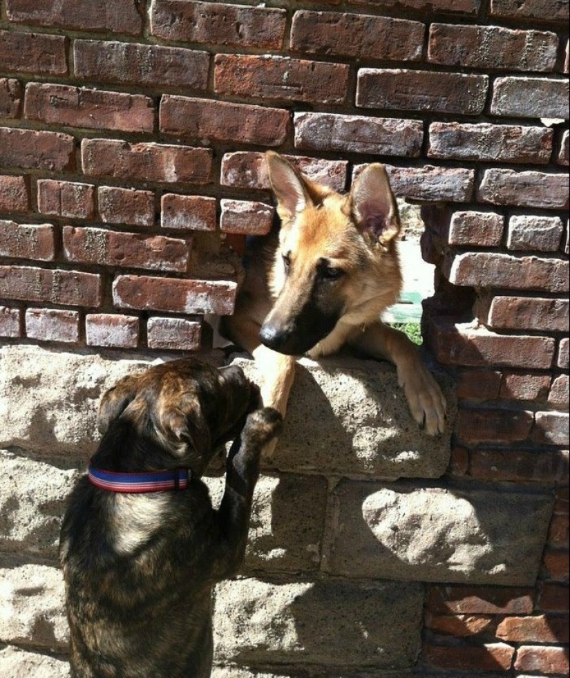 19 dogs who just wanted to say hello