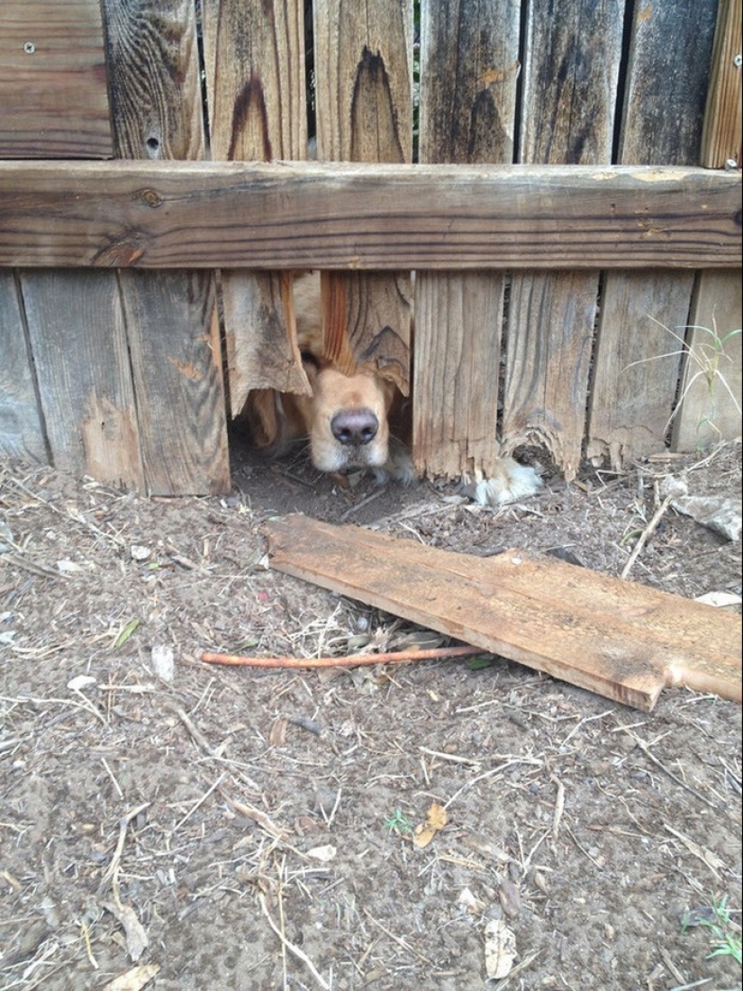 19 dogs who just wanted to say hello