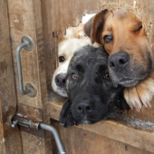 19 dogs who just wanted to say hello