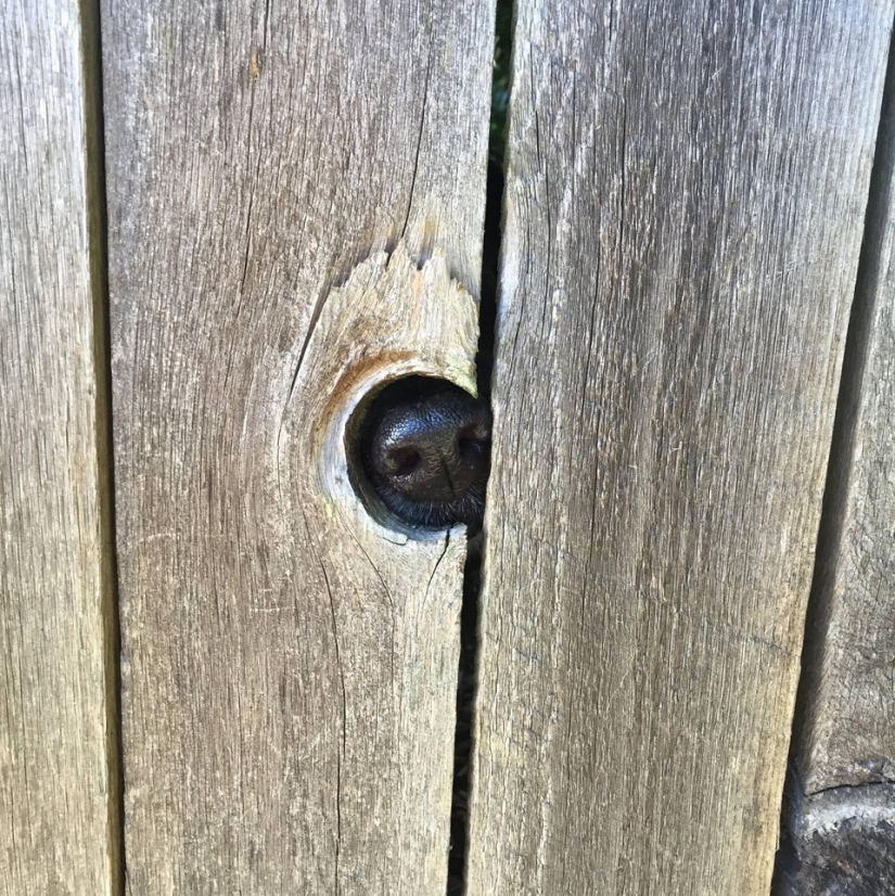 19 dogs who just wanted to say hello