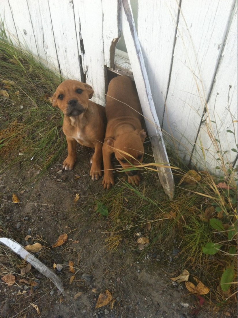 19 dogs who just wanted to say hello