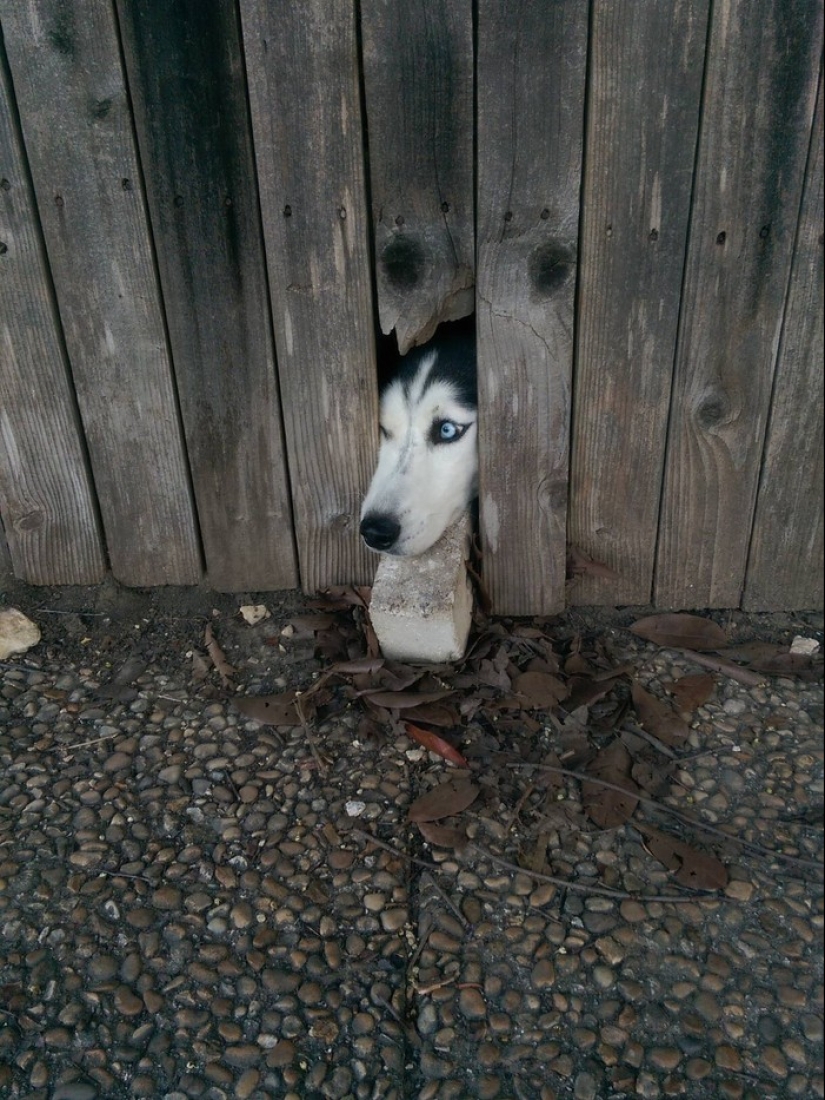 19 dogs who just wanted to say hello