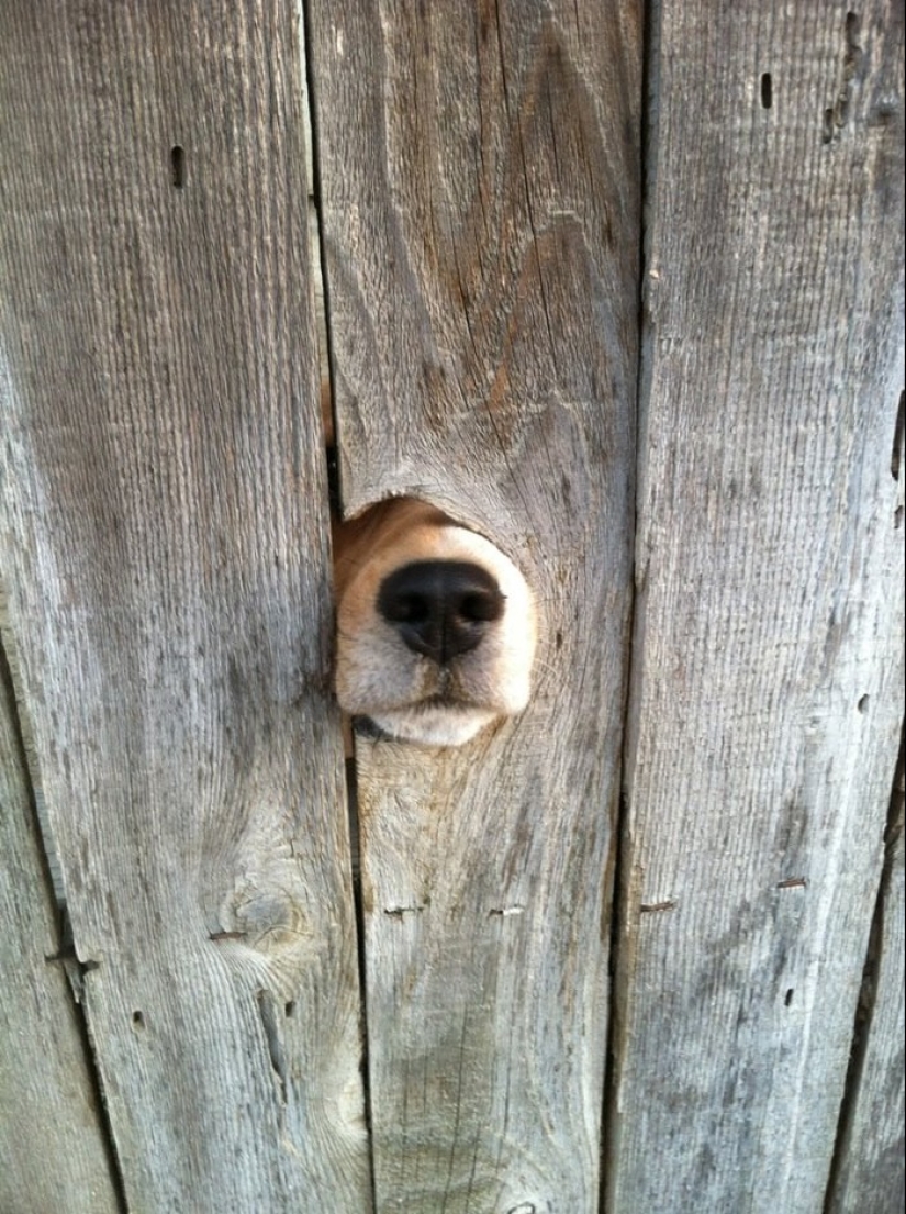 19 dogs who just wanted to say hello