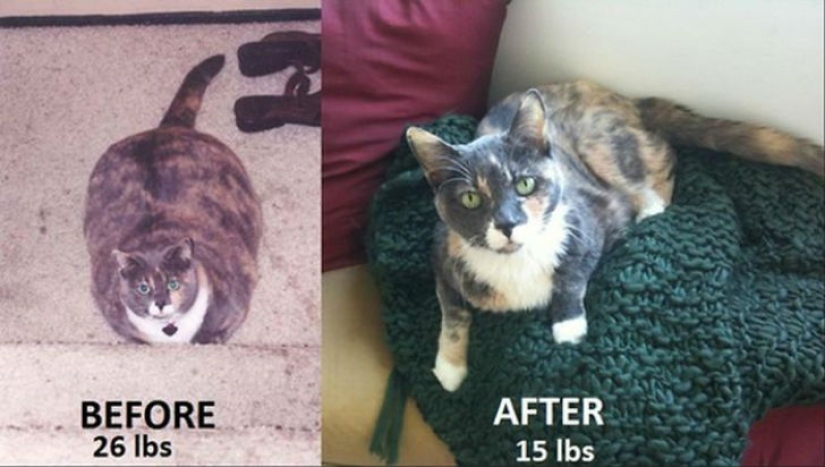 19 examples to prove that willpower and hard work will win everything. Everything!