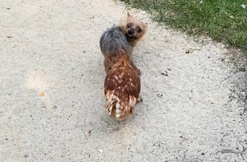 19 fotos que muestran más drama que cualquier número de " Let Them Talk»