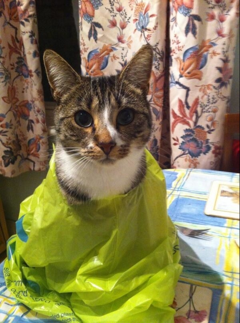 19 hermoso peludo idiota gatos 19 hermoso peludo idiota gatos