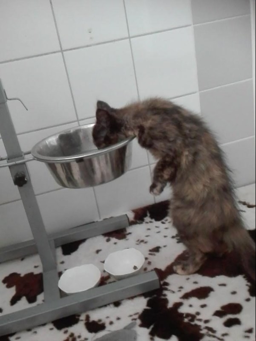 19 hermoso peludo idiota gatos 19 hermoso peludo idiota gatos