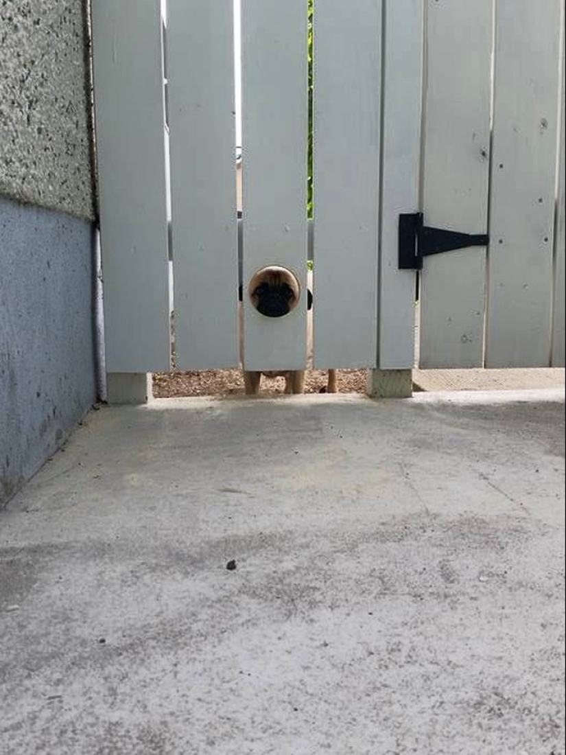 19 perros que solo querían saludar