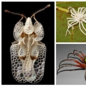 20 amazing insects and spiders, whose existence is hard to believe