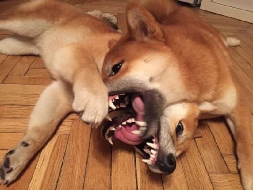 20 ambiguous photos, which are not immediately clear what is happening there