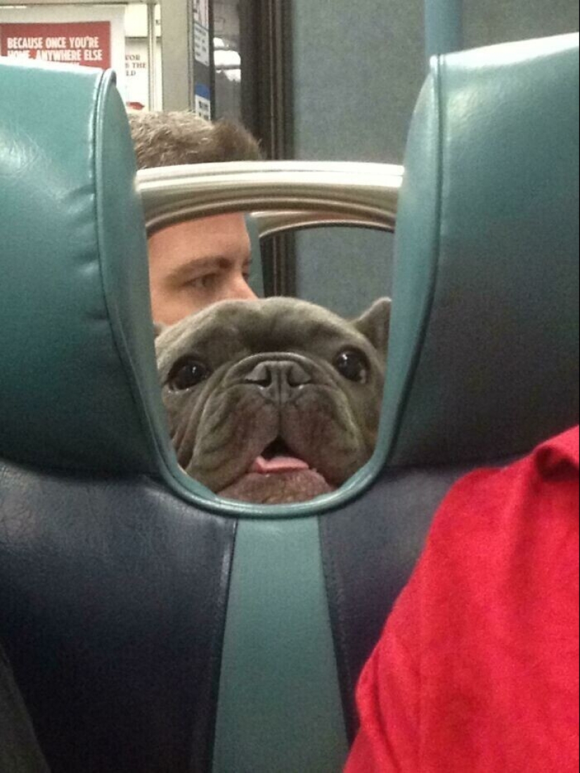 20+ animal travelers that enchanted all passengers 20+ animal travelers that enchanted all passengers