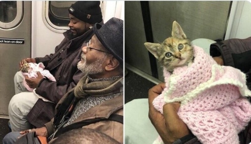 20+ animal travelers that enchanted all passengers 20+ animal travelers that enchanted all passengers