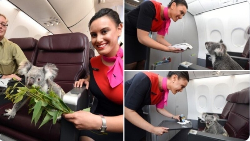 20+ animal travelers that enchanted all passengers 20+ animal travelers that enchanted all passengers