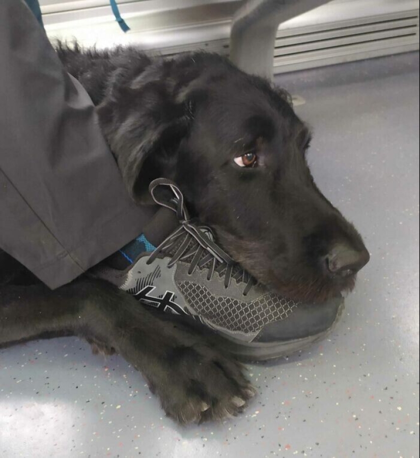 20+ animal travelers that enchanted all passengers 20+ animal travelers that enchanted all passengers