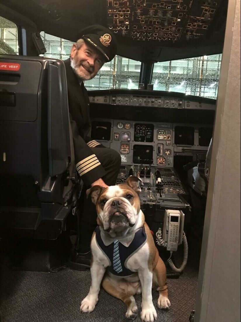 20+ animal travelers that enchanted all passengers 20+ animal travelers that enchanted all passengers